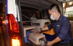 荃湾汉民村初生小猫疑遭虐杀肢解 暂未有人被捕