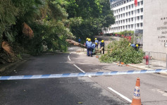 中環律政中心對開塌樹阻行車路 幸無人受傷