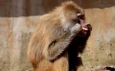 英国动物园狒狒用「牙线」撩牙
