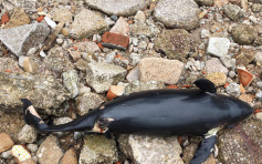 長洲發現海豚屍體 屍身嚴重腐爛