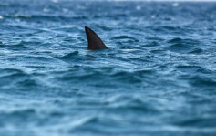 美國女遊客巴哈馬群島浮潛期 慘遭鯊魚咬死