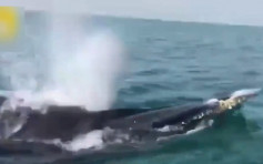 廣西遊客巧遇鯨魚群 興奮尖叫跳下水求合照