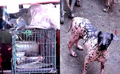 元朗45猫狗疑被虐 场主称救动物为逝去女儿积福