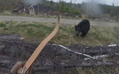 加国猎人险死熊掌下　弓箭阻挡幸而逃脱