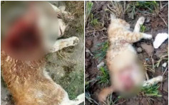西安现流浪猫杀手 一年逾10猫惨遭打死开膛剖腹