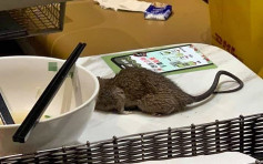 維港會：食客東涌食米線遇老鼠從天而降 網民：原隻刺身