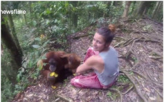 【有片】女游客遭红毛猩猩紧抓不放　最后用一袋香蕉「甩身」