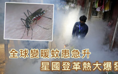 全球变暖蚊患急升 新加坡登革热大爆发