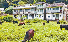 鄉郊保育系列｜沙頭角谷埔「針灸式」復育 客家村屋擬變廢墟公園