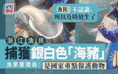 浙江漁民誤捕「海豬」後放生 官方證為重點保護動物江豚