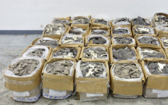 海關機場檢逾1.2公噸瀕危物種乾魚翅  墨西哥偷運來港