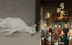 内地剧《当家主母》曾传虐死白猫 造谣者被判囚7个月