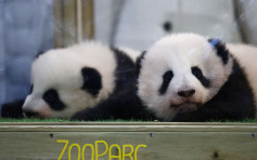 旅法大熊貓幼崽獲命名為「歡黎黎」和「圓嘟嘟」