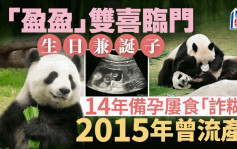 港产大熊猫｜「盈盈」生日诞子双喜临门  14年备孕路极艰辛 2015年曾流产！