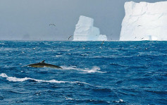 大批長鬚鯨重返南極 近半世紀首次多達150條回覓食地