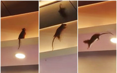 【有片】酒樓天花橫樑空降生猛「五星級大鼠」 網民：大隻到以為係貓