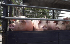 元朗黄泥墩猪埸验出非洲猪瘟 猪场内所有猪只需销毁