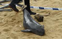石澳泳灘發現年幼江豚屍體 今年首宗
