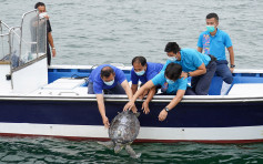 漁護署放流年初獲救綠海龜 背甲裝上追蹤儀
