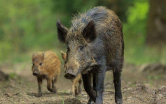 德国现首宗非洲猪瘟个案 近波兰边境野猪尸带病毒