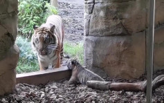 动物园新生小虎被门槛卡住 虎妈叼起助脱困