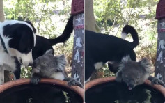 【澳洲山火】动物守望相助 小狗乐与树熊共喝同一缸水