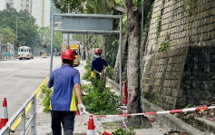 台风苏拉︱发展局称已加紧处理路旁树木及危险招牌  吁物管公司保持警觉