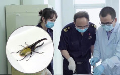 江門海關首次截獲3隻世界最長甲蟲 長14.3厘米能輕鬆咬斷鉛筆