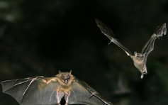 乌干达蝙蝠带新型冠状病毒 相信不会传人