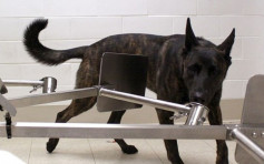 宾州大学训练8犬分辨新冠患者气味 冀用于公共场合