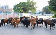 获选首届「嘉许机构」 「西贡护牛天使」难忘曾与警方花至少两小时赶逾20牛