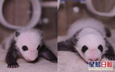 全球首對圈養熊貓雙胞胎 命名「熱乾麵」和「蛋烘糕」