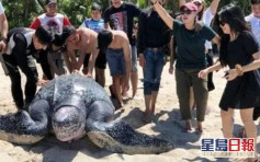 世界最巨海龜擱淺 熱心民眾撥水合力推回大海