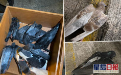 大埔富亨邨鴿屍處處至少18死 警列殘酷對待動物