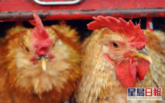 匈牙利及意大利爆H5N1禽流感 港暫停進口疫區禽類產品