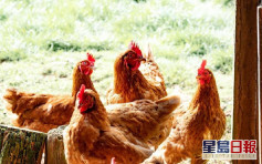 俄羅斯爆發高致病性H5禽流感 港暫停進口禽類產品