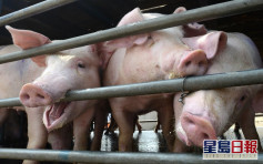 元朗豬場染非洲豬瘟 漁護署完成銷毀240隻豬