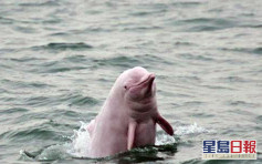 中華白海豚被列藥用研究 涉事機構疑「秒刪文」