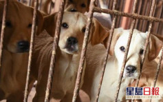 深圳市立法全面禁吃貓狗 下月1日起生效