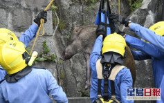 香港仔野豬墮沙井被困 跳起爬出不果受傷消防吊臂救回地面