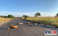 疫情下無遊客打擾 南非獅群躺馬路午睡