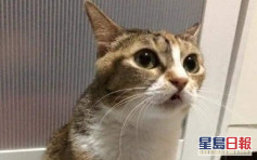 【維港會】外籍主人回國棄貓 受託菲傭急尋好心人領養