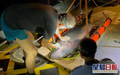 大浪東灣發現鯨豚屍體 解剖有腦出血和肺炎跡象