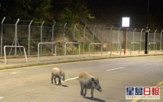 獸醫學生聯署促停止捕殺野豬 關注組再籲市民勿餵飼