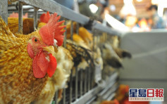 匈牙利波蘭及愛爾蘭爆高致病性禽流感 港暫停進口疫區禽類產品