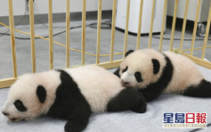 上野動物園熊貓雙胞胎徵名 「曉曉」「蕾蕾」獲選