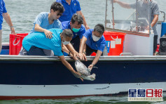 7隻綠海龜裝追蹤器重歸大海 海洋公園籲減塑勿拋垃圾