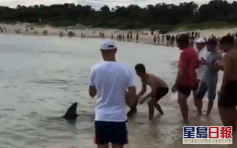 大型鯊魚闖澳洲海岸嚇壞泳客 疑受傷被困獲解救