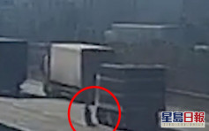 浙江肥猪从货车掉落高速公路 私家车收掣不及撞死