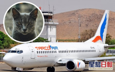 流浪猫闯驾驶舱袭机师 苏丹客机紧急降落幸无伤亡